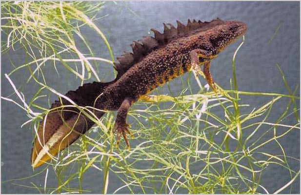 veliki ćubasti salamander